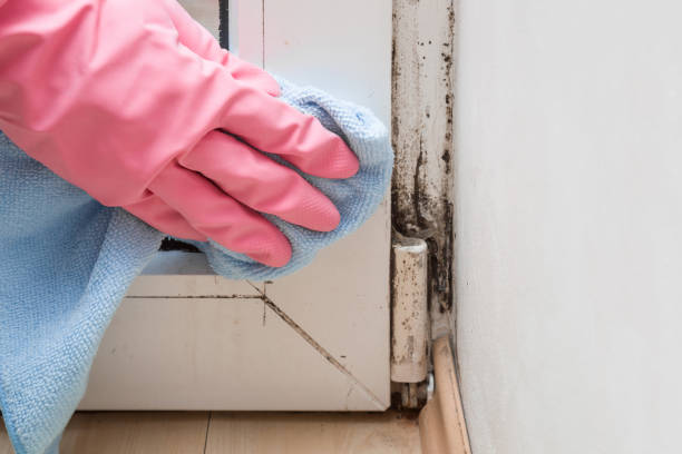 Best Bathroom Mold Remediation in Laporte, CO